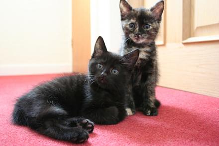 Click image for larger version

Name:	wee kittens.jpg‎
Views:	74
Size:	39.1 KB
ID:	2182